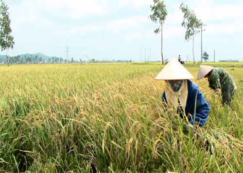 Gạo thơm Yên Dũng