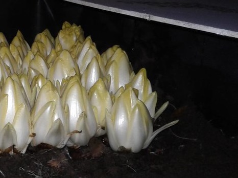 Rau diếp xoăn –  rau trong bóng tối