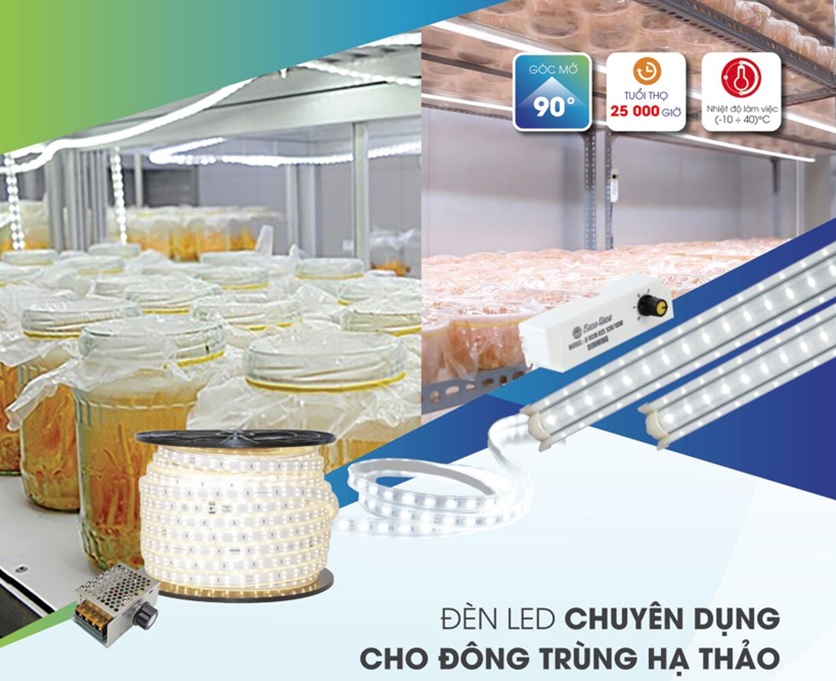 Đèn LED chuyên dụng cho Đông trùng hạ thảo