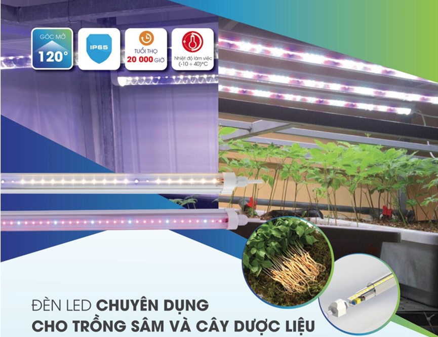 Đ&egrave;n led chuy&ecirc;n dụng cho trồng s&acirc;m v&agrave; c&acirc;y dược liệu